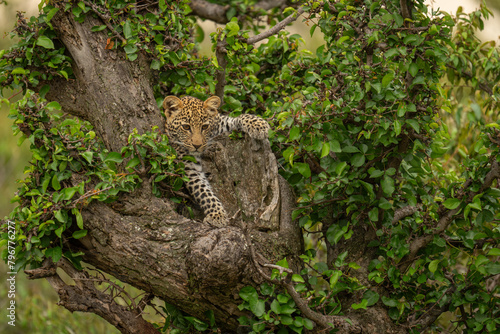 Leopard cub lies in tree staring downward © Nick Dale