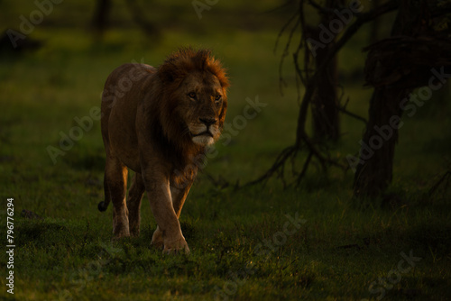 Male lion walks past bushes at sunrise photo