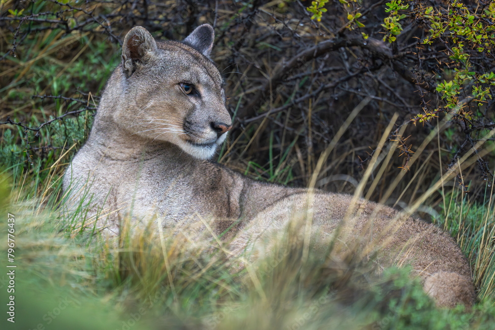 Naklejka premium Puma lies in long grass beside bush