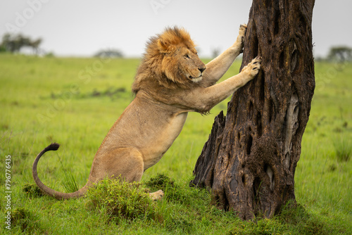 Male lion sits with paws on tree photo