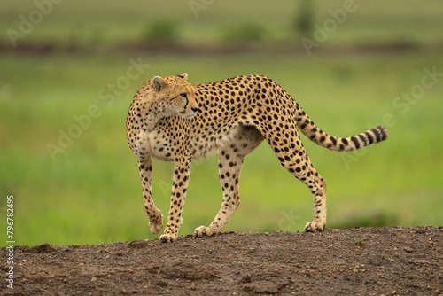 Female cheetah stands on bank looking round photo