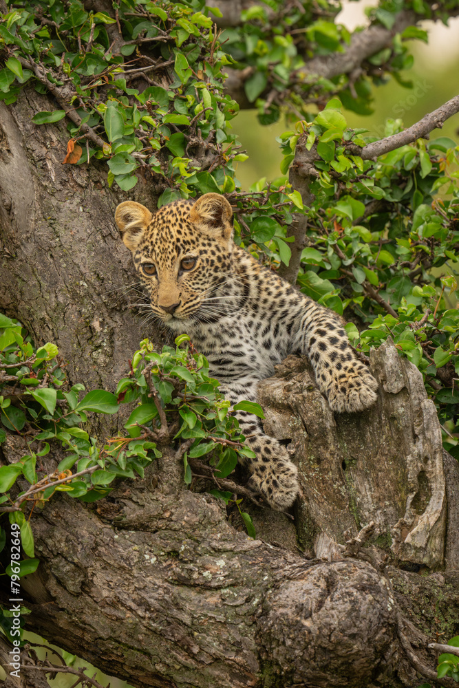 Leopard cub lies in tree staring down Leopard cub lies in tree staring down