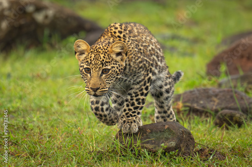 Leopard cub walking over rocks lifting paw