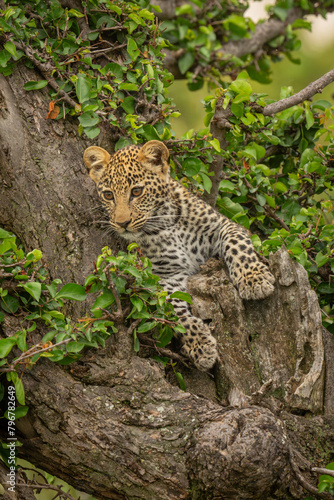 Leopard cub lies in tree staring down © Nick Dale