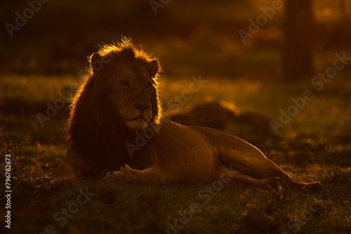 Male lion lying on grass at sunrise