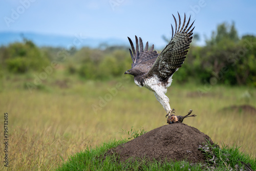 Martial eagle taking off from termite mound photo