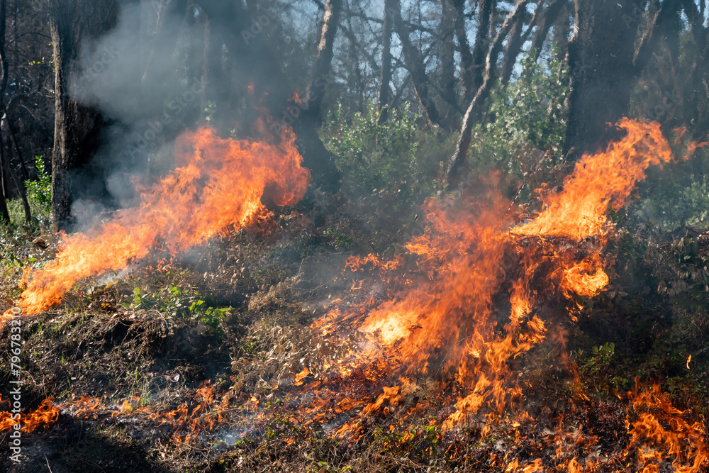 Wildfire in California with flame and smoke in the forest. Wildfire in California with flame and smoke in the forest.