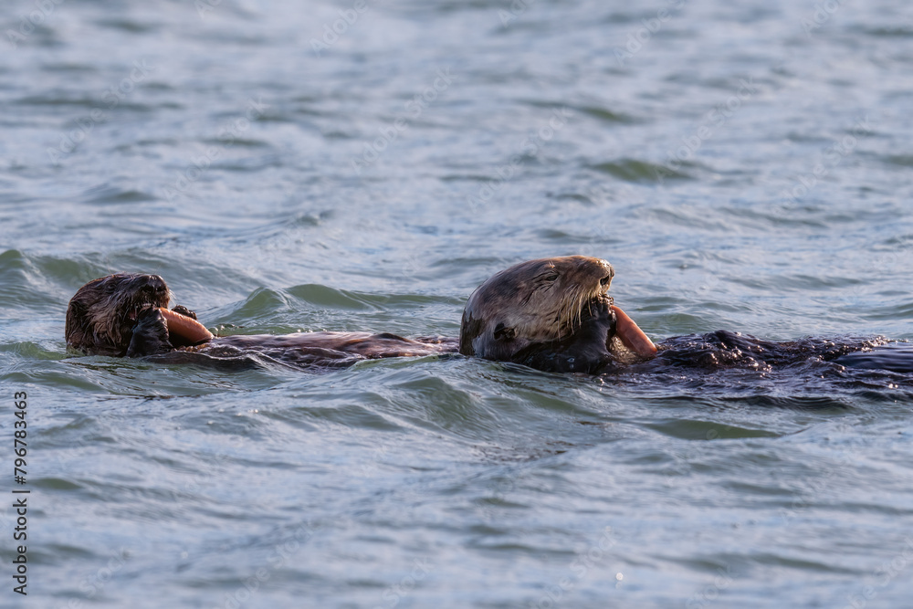 California sea otter mama and baby swimming California sea otter mama and baby swimming