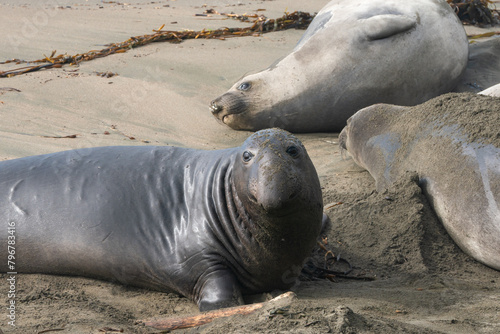 Elephant Seals on the beach in California fighting and mating.