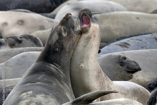 Elephant Seals on the beach in California fighting  nursing  and mating.