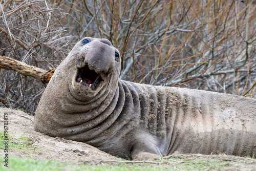 Elephant Seals on the beach in California fighting, nursing, and mating.