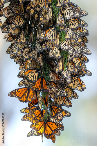 Monarch Butterflies in cluster hanging from tree in Santa Cruz California.