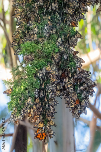 Monarch Butterflies in cluster hanging from tree in Santa Cruz California.