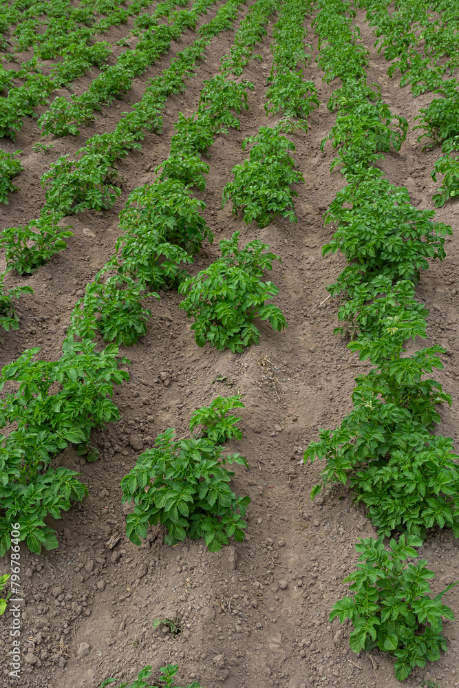 Potato field with green shoots of potatoes Potato field with green shoots of potatoes