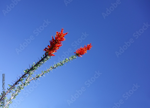 Red Flowers of Ocotillo (Fouquieria splendens) against Blue Sky photo