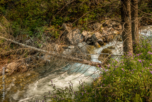 Roadside creek Banff Windermer HWY Kootenay National Park British Columbia Canada