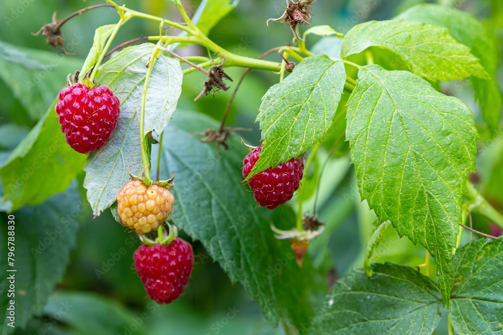 Raspberry branch in the garden. Production Focus