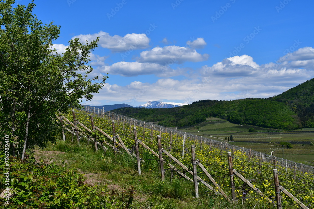 Die Weinberge um Kaltern in Südtirol 