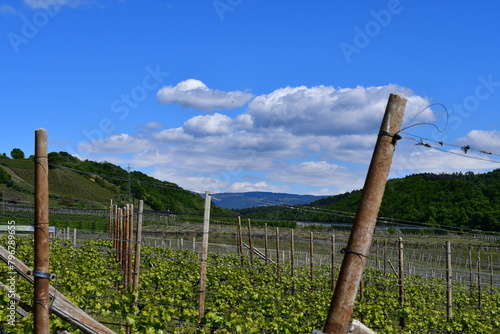 Weinberge bei Kaltern in Südtirol  photo