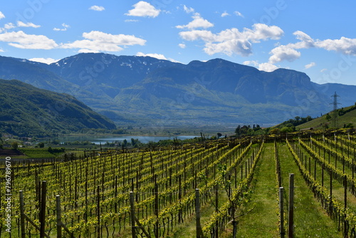 Weinberge um den Kalterer See in Südtirol  photo