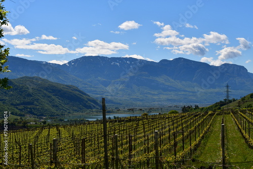Der Kalterer See und Weinberge in Südtirol  photo