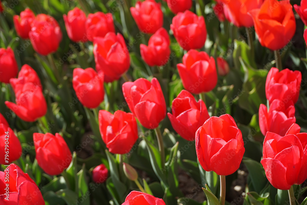 Red tulips Red tulips