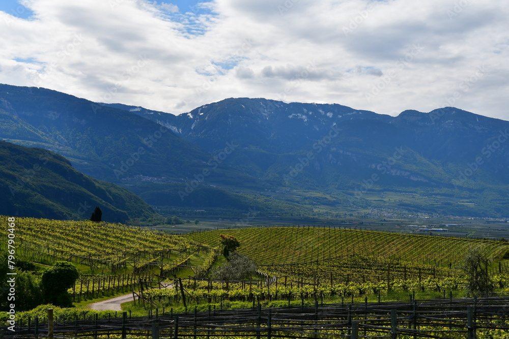 Weinberge bei Kaltern in Südtirol Weinberge bei Kaltern in Südtirol