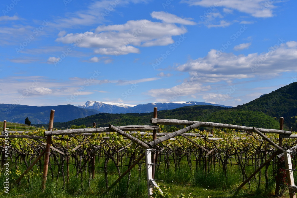 Weinberge und Berge bei Kaltern in Südtirol 