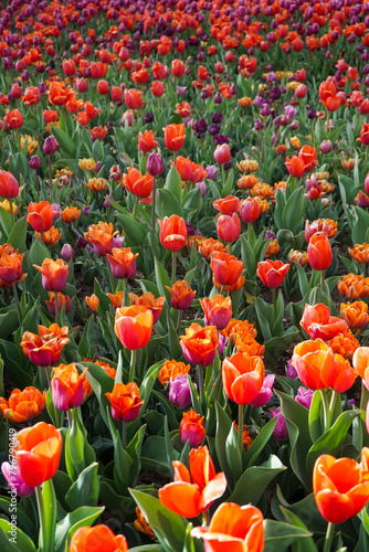 Orange and purple tulips