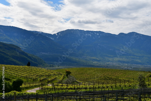 Weinberge bei Kaltern in Südtirol 