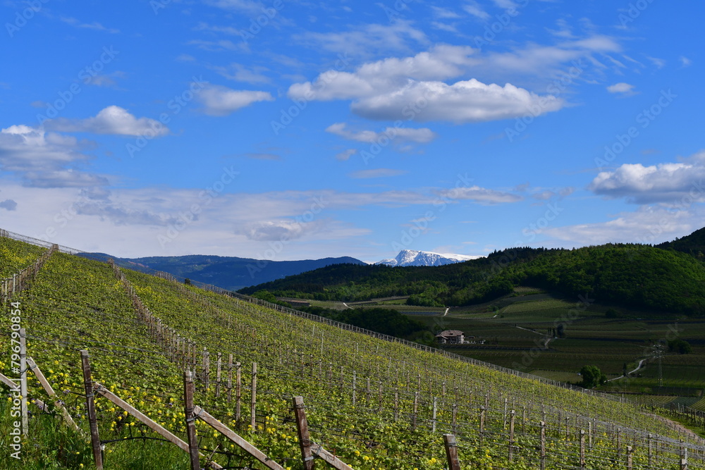 Fototapeta premium Weinberge bei Kaltern in Südtirol 