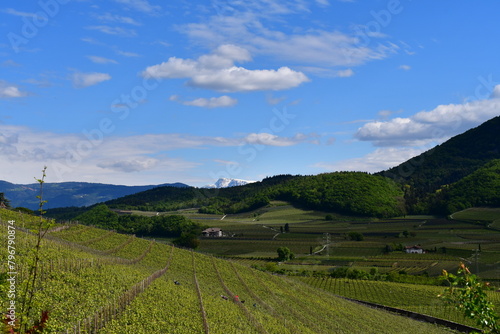 Weinberge bei Kaltern in Südtirol 