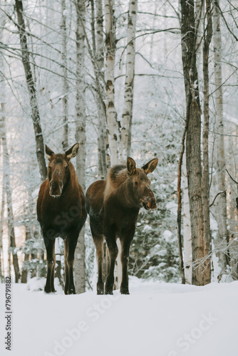 Moose foraging for food in the snow in alaska america