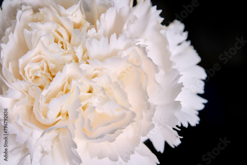 Abstract background with aster flower closeup.