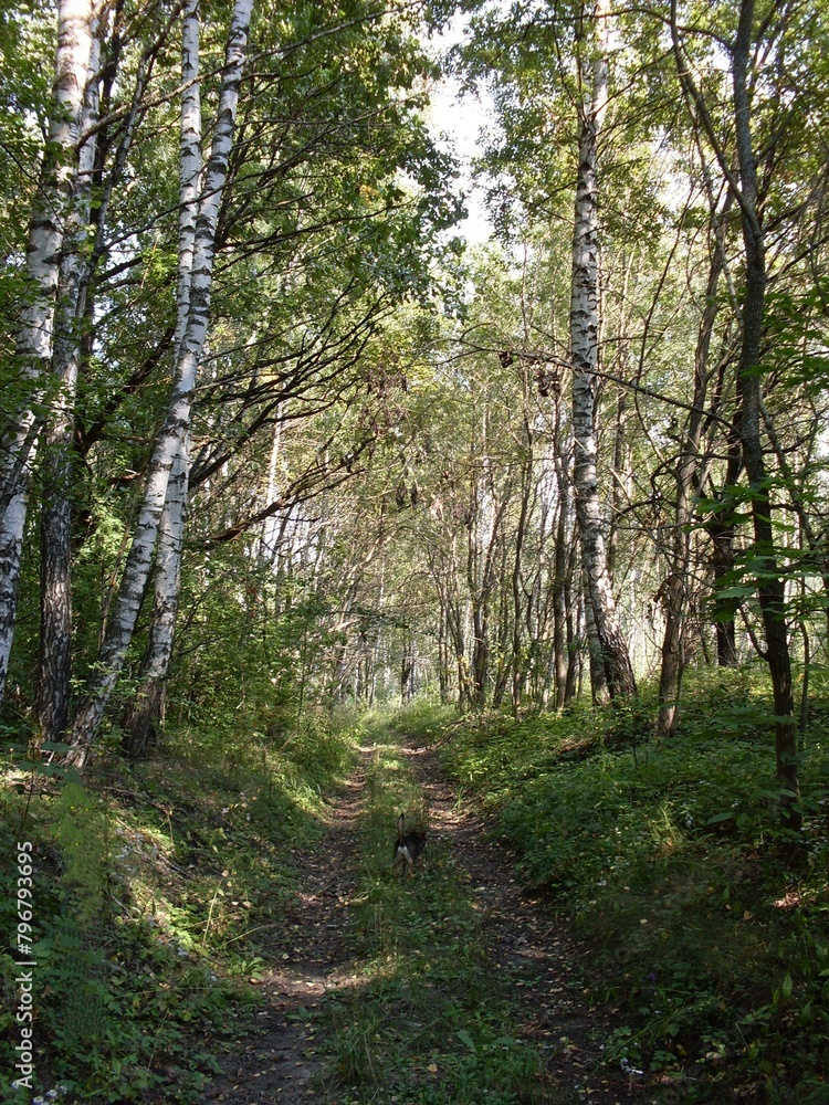 Obraz premium <KENOX S760 / Samsung S760>природа лес просека дорога поляна зеленый лес