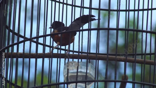 magpie, song bird in a cage photo