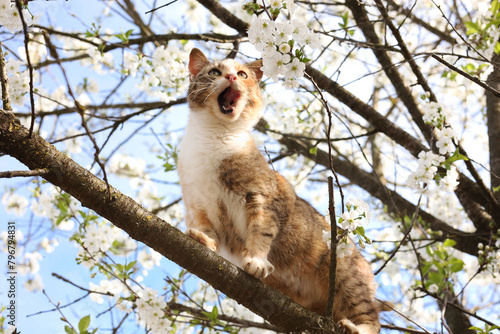 Cute cat on blossoming spring tree outdoors