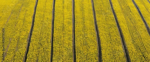 'Abstract aerial Nordrhein-Westfalen rapeseed Muensterland tractor tracks view top Germany field' photo