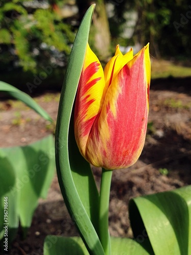 Perfect red and yellow tulip with a beautifully arched leaf in a garden in spring