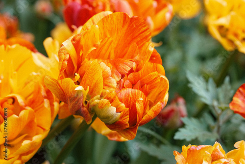 Terry tulips of Sun Lover variety. Bulb orange plants. Growing cultivating ornamental bulbs in spring summer garden. Flower festival in Amsterdam. Double Beauty Of Orange petals on green background. photo