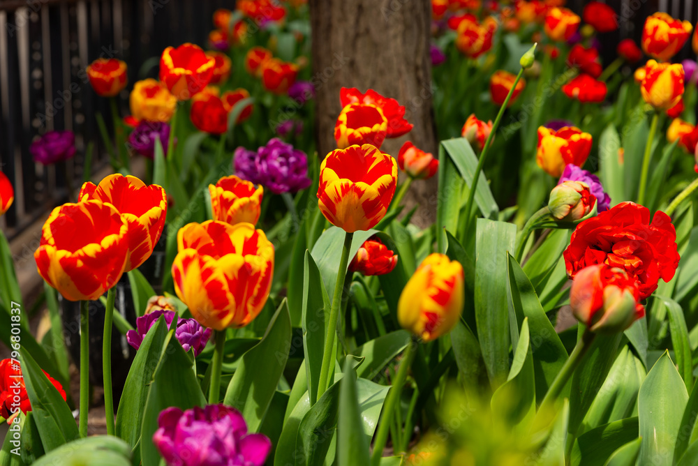 Tulips on the Magnificent Mile Tulips on the Magnificent Mile