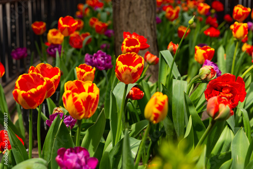 Tulips on the Magnificent Mile