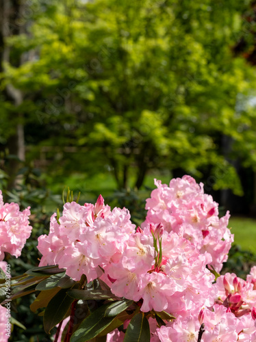 Floral colours in springtime: brightly coloured rhododendron flowers, photographed at end April in Temple Gardens, Langley Park, Iver Heath, UK. photo