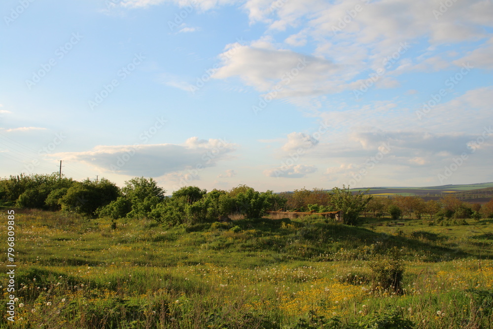 A grassy field with trees and blue sky A grassy field with trees and blue sky