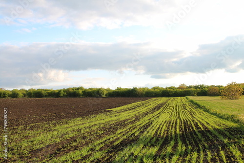 A field of green plants