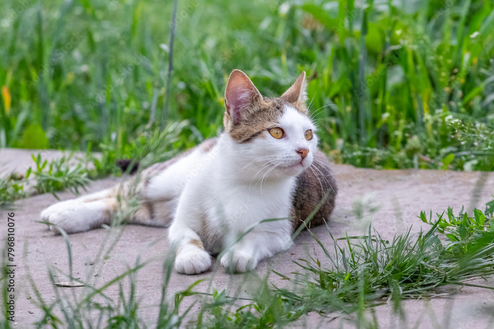 A white cat with gray spots lies in the garden on an alley among green grass A white cat with gray spots lies in the garden on an alley among green grass