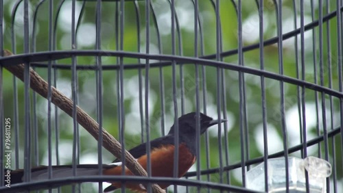 magpie, song bird in a cage photo