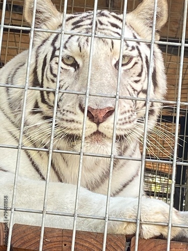 white tiger portrait