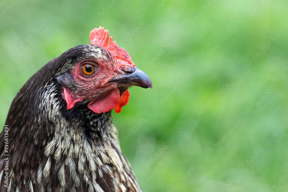 Close-up profile portrait of a black hen on a blurred background in the garden
