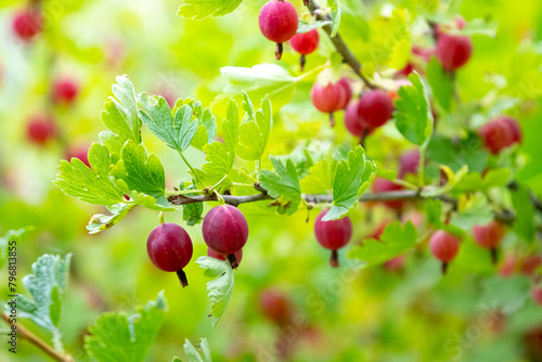 Ripe gooseberry berries in the garden on a blurred background photo